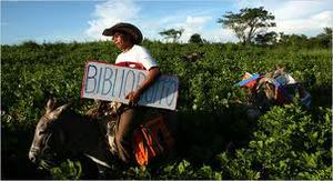 5bibulioburro.jpg